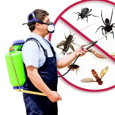 pest control Baywood